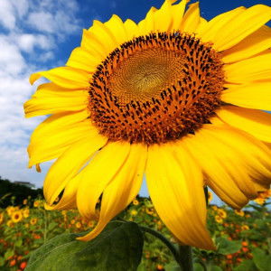 Rauliya Bee profile icon