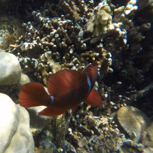 Siska Fitriani profile icon