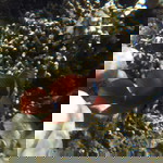 Siska Fitriani profile icon