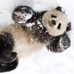 Batu Nisan profile icon