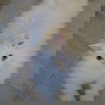 Darma Yehezkiel Darsono profile icon