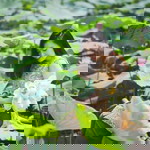 Hannah Trinh profile icon