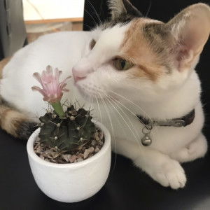 แมวสามสี profile icon