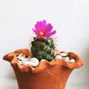 ใบ เฟิร์น profile icon