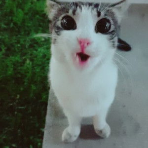 CatLoverMommy profile icon