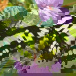 ina niey profile icon