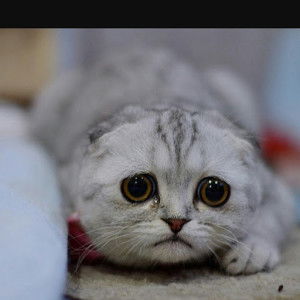 Siwaporn benjakunakhon profile icon