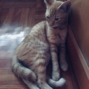 MaryaMakiling profile icon