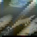 Sachii Mhoris Rangel profile icon