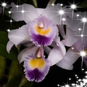 Dawn Estrada profile icon