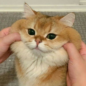 felicity profile icon