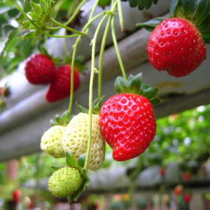 Anna Abdullah profile icon