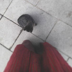 ajeng lutfiyah profile icon