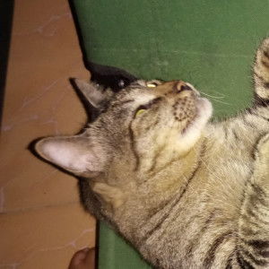 Raja nurhamira profile icon