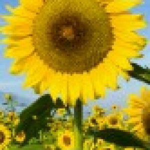 ningsih profile icon