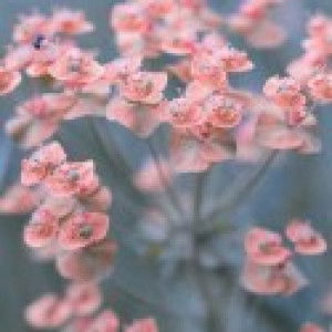 lutfiyatun Nisa profile icon