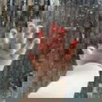 ummu yusuf profile icon