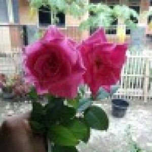 Siti Halimatusya'diah profile icon