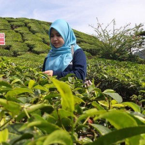 Nur Scha profile icon