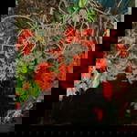 Naeli Kr profile icon