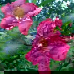 lupitasari364@gmail.com profile icon