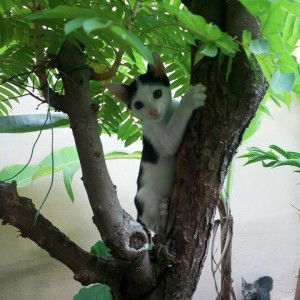 Umar Azlan profile icon