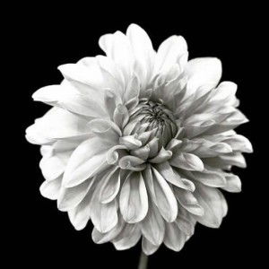 Nur Suci Ramadhani profile icon