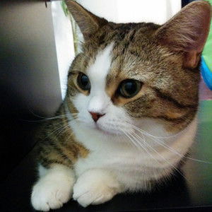 azzy mcguire profile icon