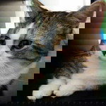 azzy mcguire profile icon