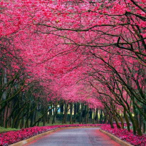 Ala Wiah profile icon