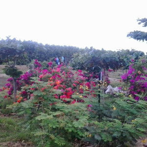 Nurul Hikmah profile icon