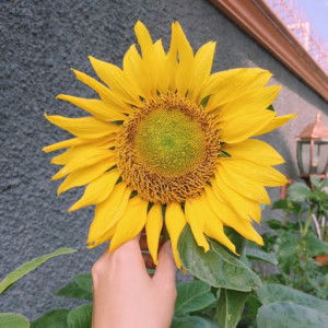 Aeni Suryandari profile icon