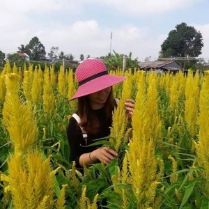 Dân Hà profile icon