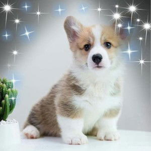 Chị Dậu profile icon