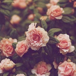 Kaka Shafiqha profile icon