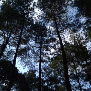 umma al dan fath profile icon