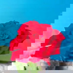 Eva Ummu Caca profile icon