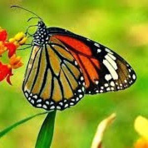 Malala Sakhi profile icon