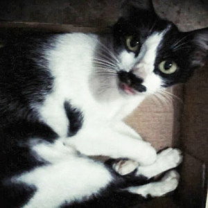 aoi chii profile icon