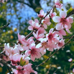 ʋммʋ иα∂нιғ profile icon