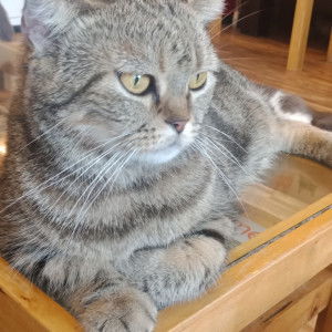 rattanasi profile icon