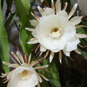 Yemi Ny Wiranto profile icon