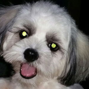 This Fur Life profile icon