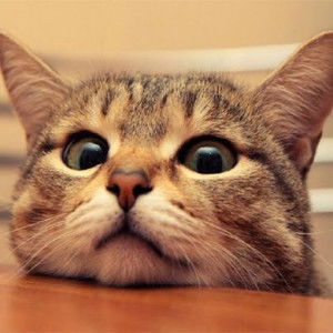 Ria Afryani profile icon