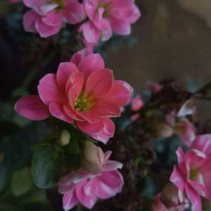 ummu haziq profile icon