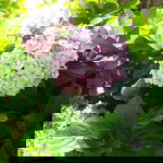 Trangxn profile icon