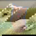 Lutfhiatus Sholehah profile icon