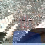 Ineng Jenong profile icon