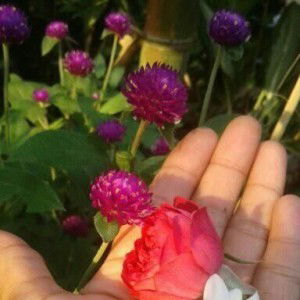 Shinta Laenies profile icon