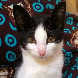 Umai Saroh profile icon